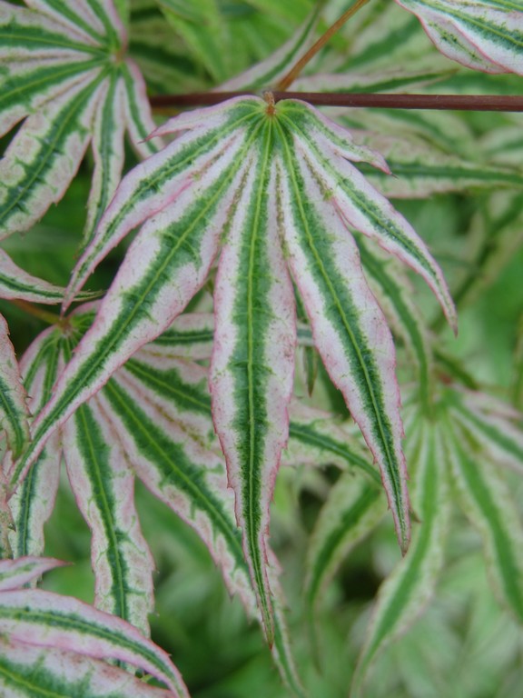 Acer palmatum 'Ikandi' Japanese Maple
