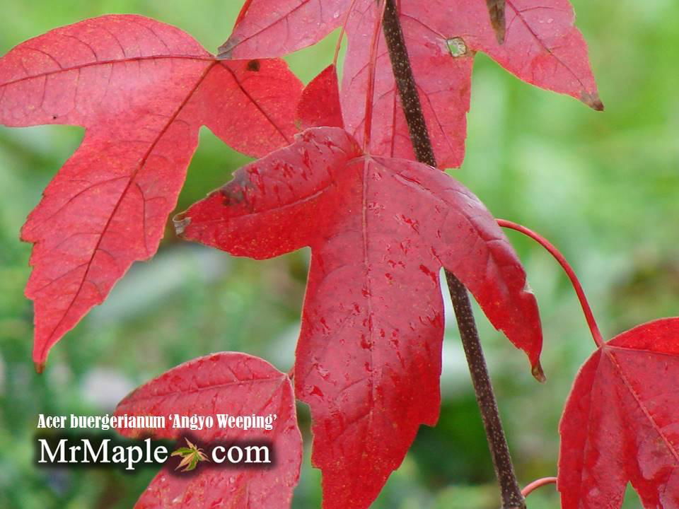 Acer buergerianum 'Angyo Weeping' Trident Maple Tree