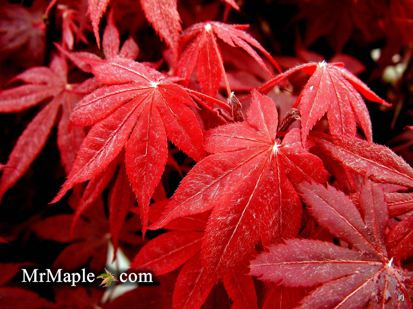 Acer palmatum 'Bloodgood' Red Japanese Maple Tree