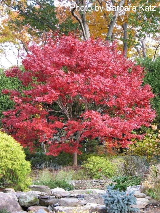 Acer palmatum 'Bloodgood' Red Japanese Maple Tree
