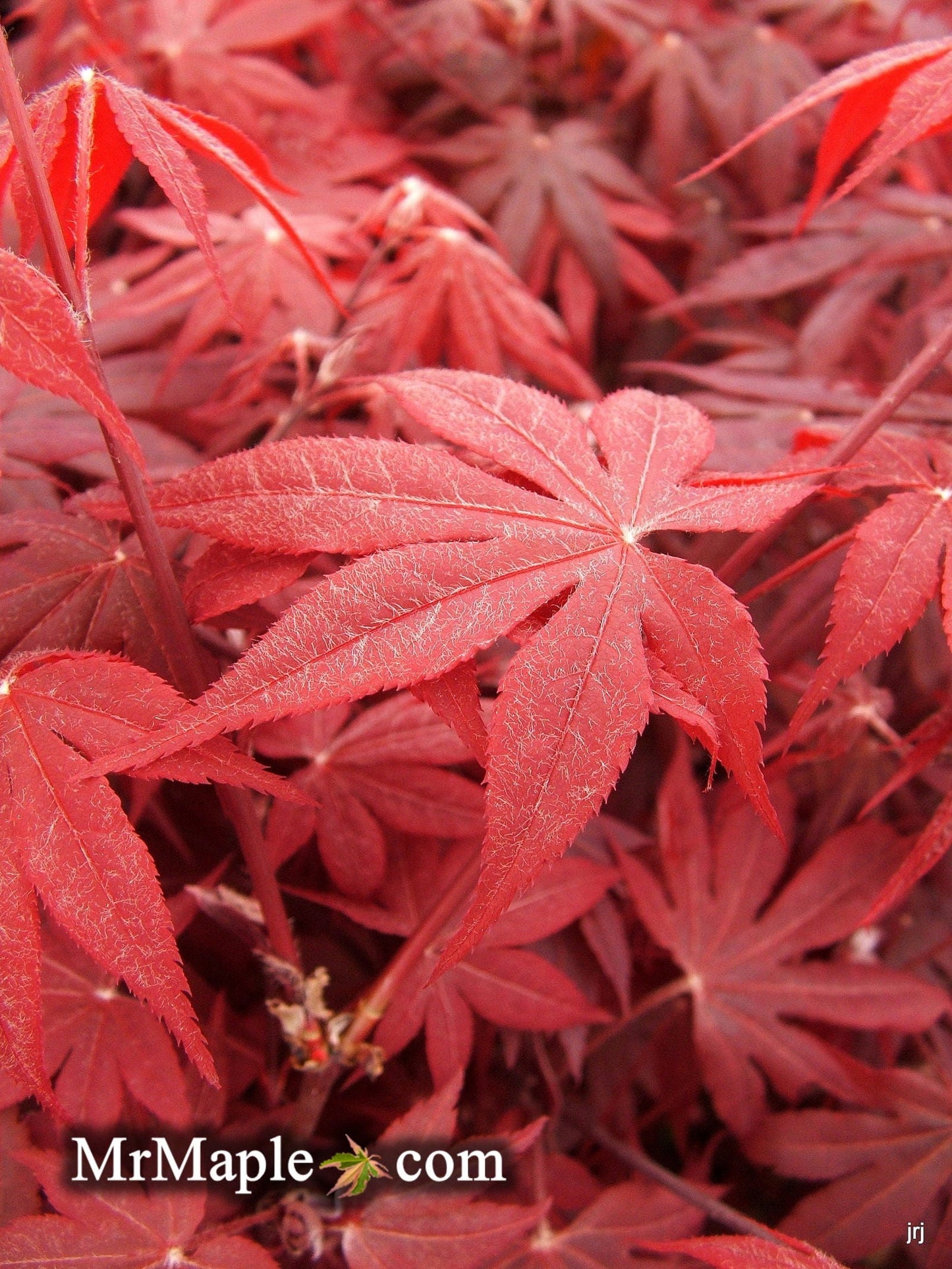 Acer palmatum 'Bloodgood' Red Japanese Maple Tree