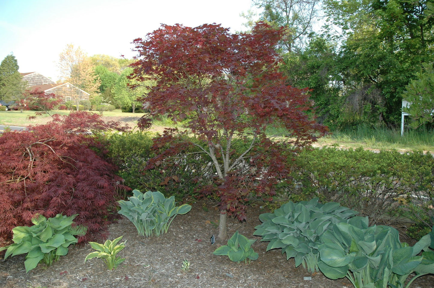 Acer palmatum 'Bloodgood' Red Japanese Maple Tree