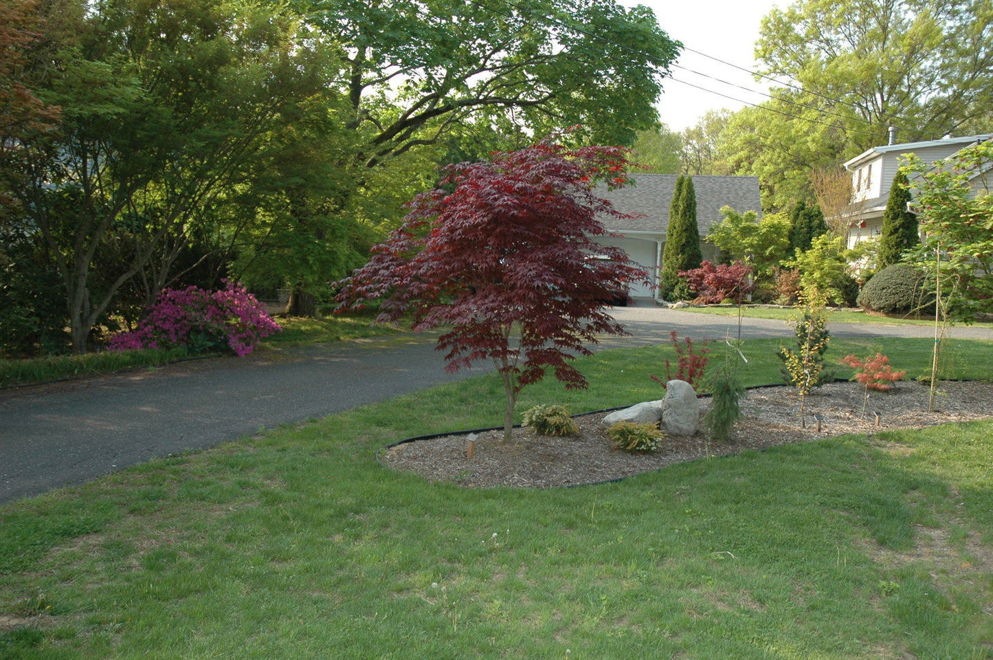 Acer palmatum 'Bloodgood' Red Japanese Maple Tree