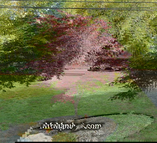 Acer palmatum 'Bloodgood' Red Japanese Maple Tree