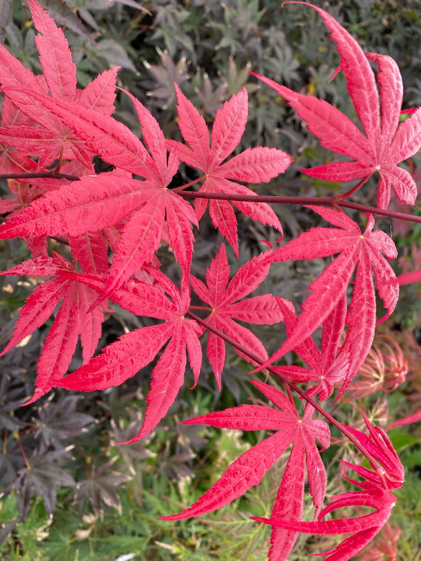 Acer palmatum 'Bloodgood' Red Japanese Maple Tree