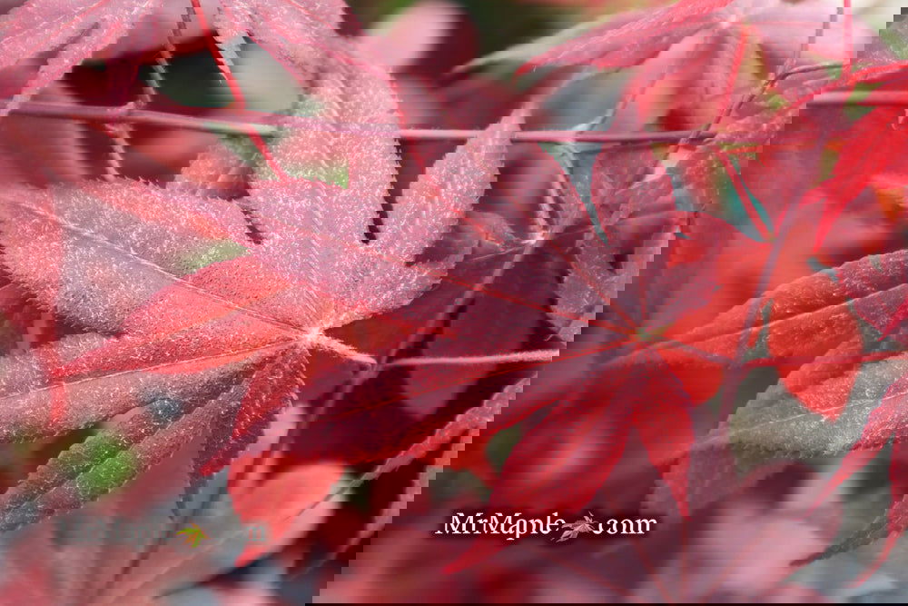 Acer palmatum 'Bloodgood' Red Japanese Maple Tree