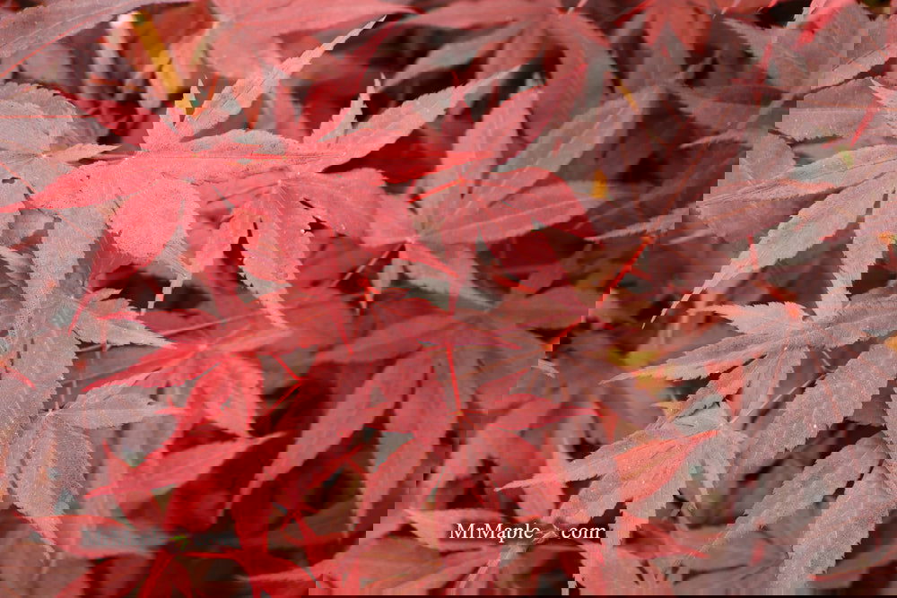 Acer palmatum 'Bloodgood' Red Japanese Maple Tree