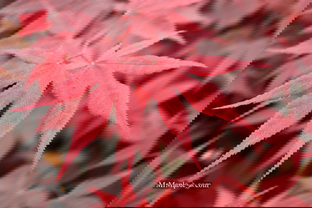 Acer palmatum 'Bloodgood' Red Japanese Maple Tree