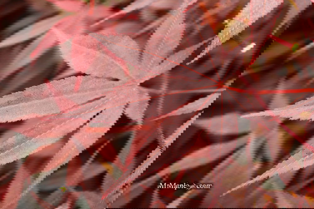 Acer palmatum 'Bloodgood' Red Japanese Maple Tree
