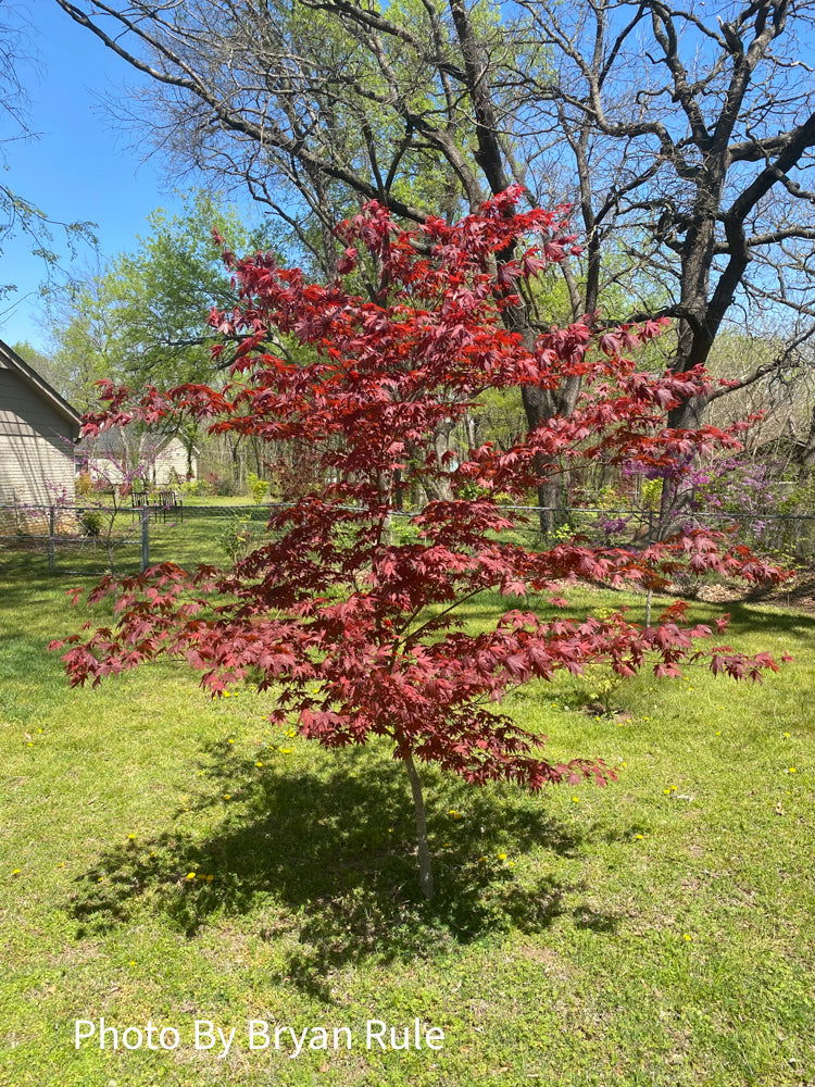 Acer palmatum 'Bloodgood' Red Japanese Maple Tree