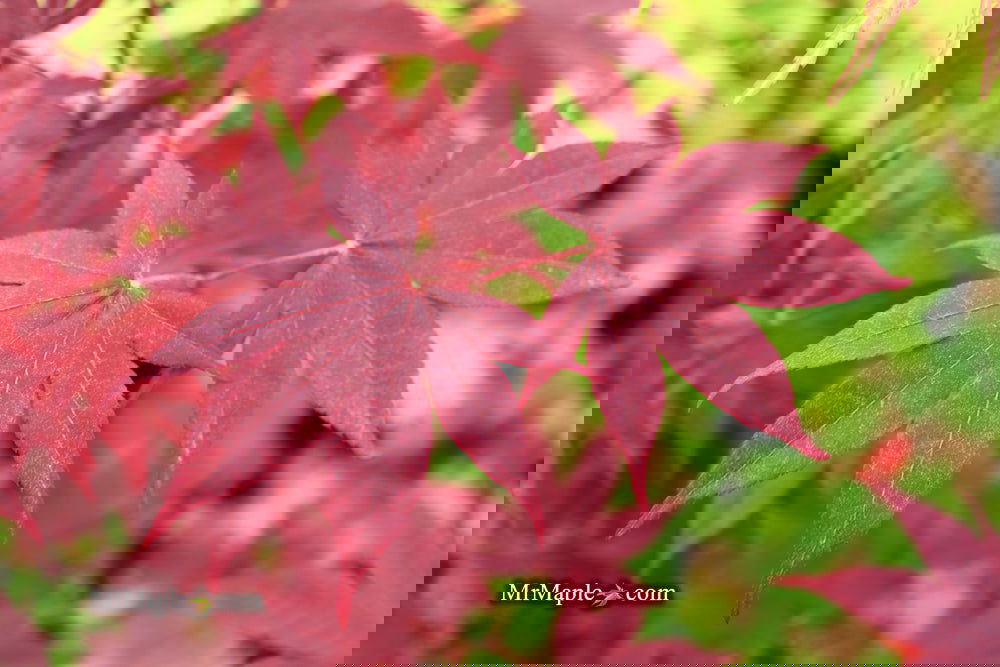 Acer palmatum 'Bloodgood' Red Japanese Maple Tree