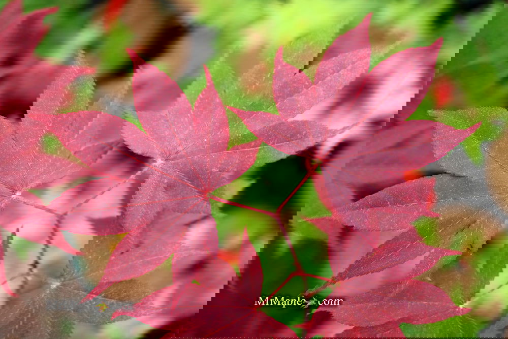 Acer palmatum 'Bloodgood' Red Japanese Maple Tree