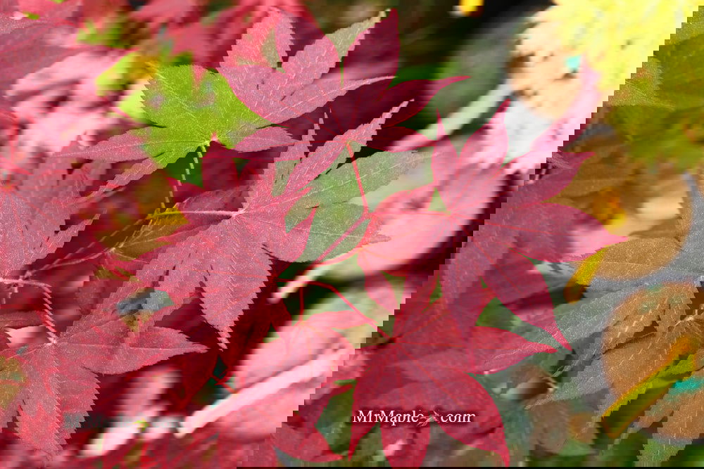 Acer palmatum 'Bloodgood' Red Japanese Maple Tree