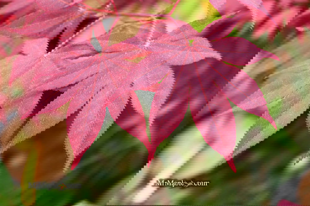 Acer palmatum 'Bloodgood' Red Japanese Maple Tree