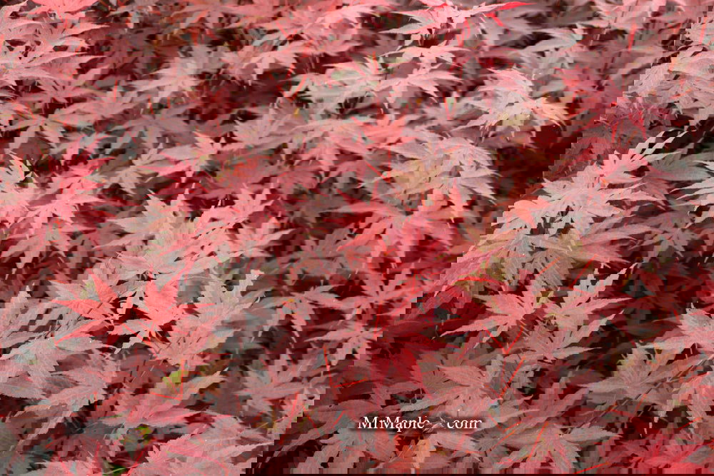 Acer palmatum 'Bloodgood' Red Japanese Maple Tree