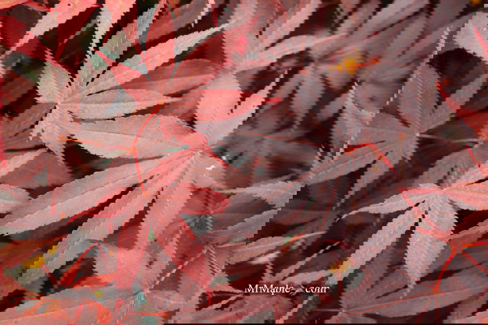 Acer palmatum 'Bloodgood' Red Japanese Maple Tree