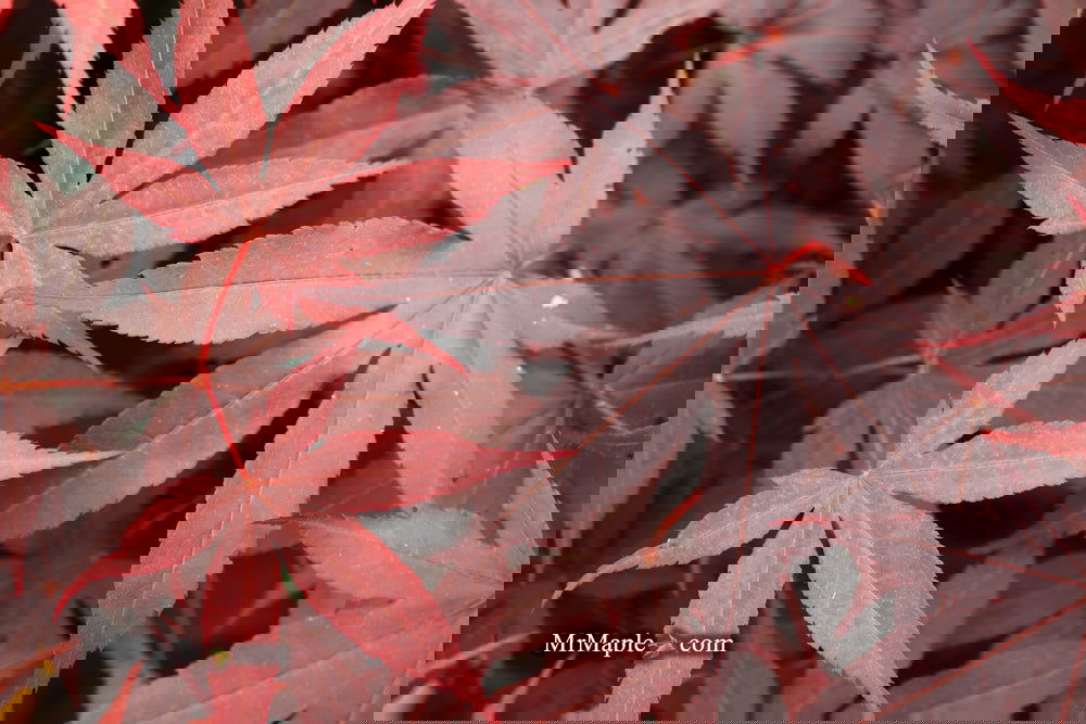 Acer palmatum 'Bloodgood' Red Japanese Maple Tree