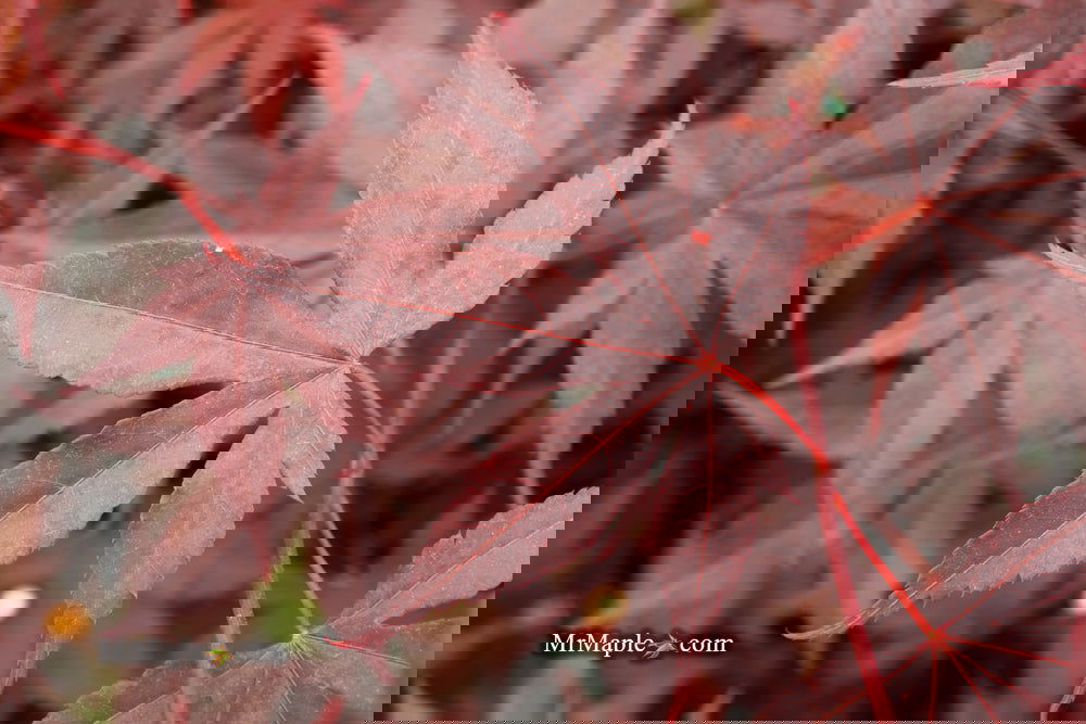 Acer palmatum 'Bloodgood' Red Japanese Maple Tree