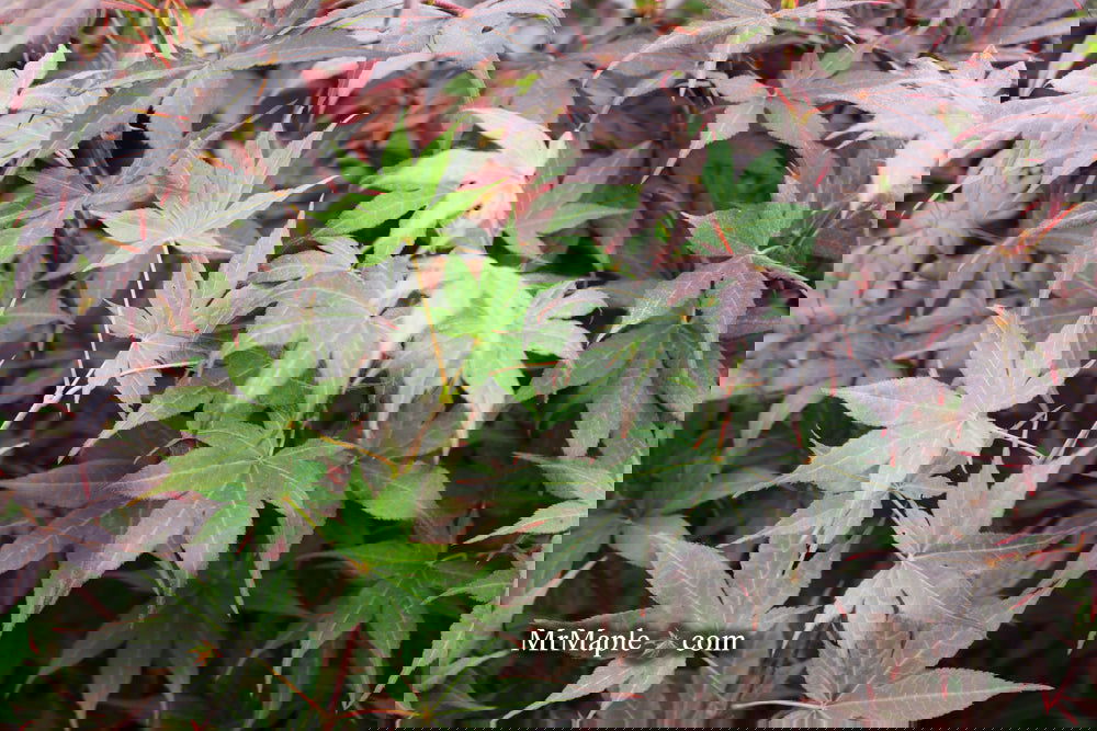 Acer palmatum 'Bloodgood' Red Japanese Maple Tree