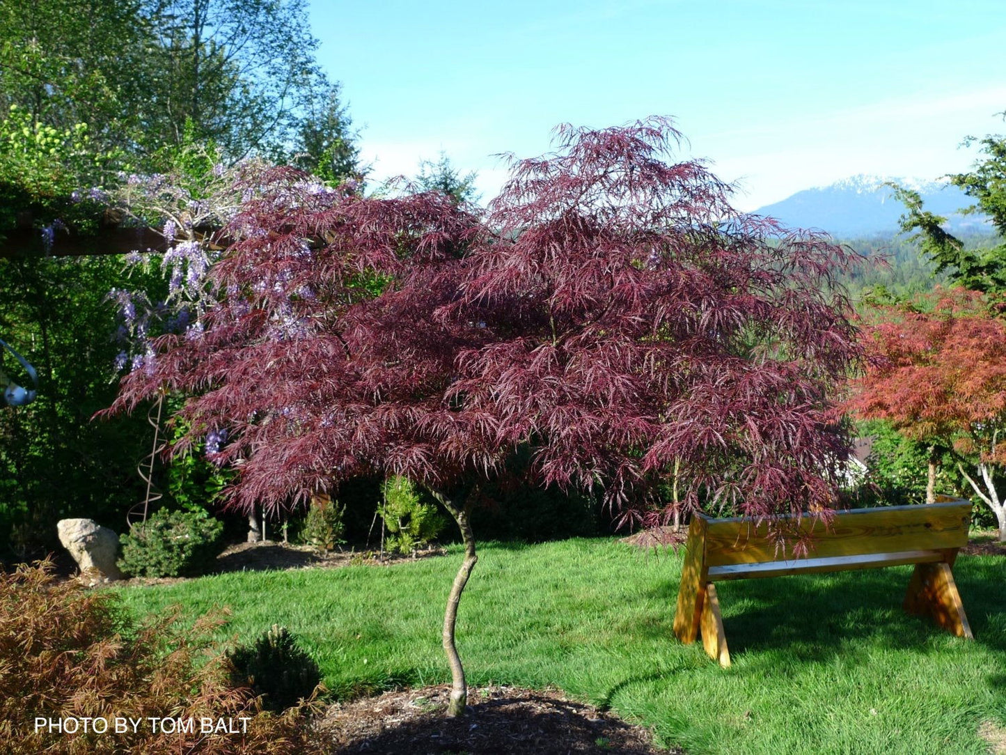 Acer palmatum 'English Lace' Japanese Maple