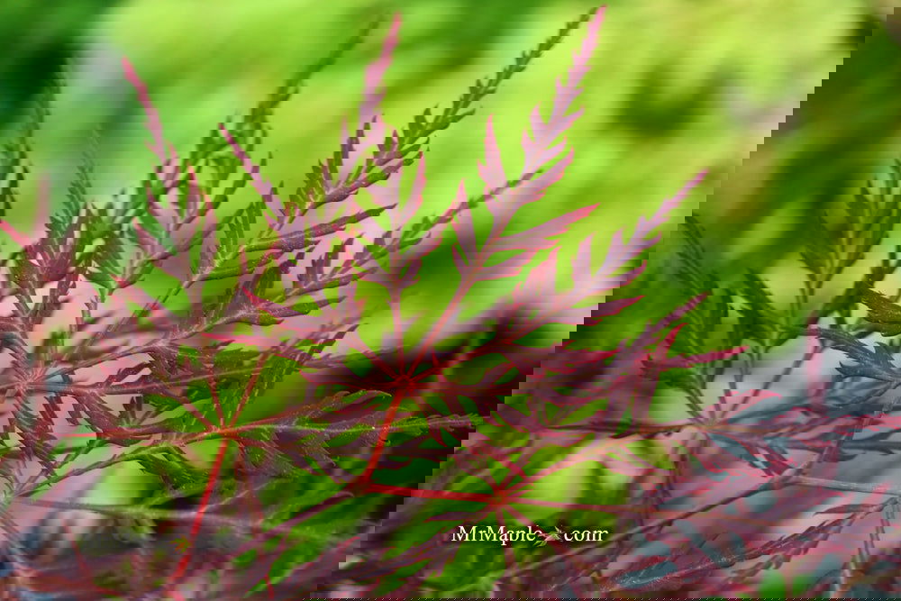 Acer palmatum 'English Lace' Japanese Maple