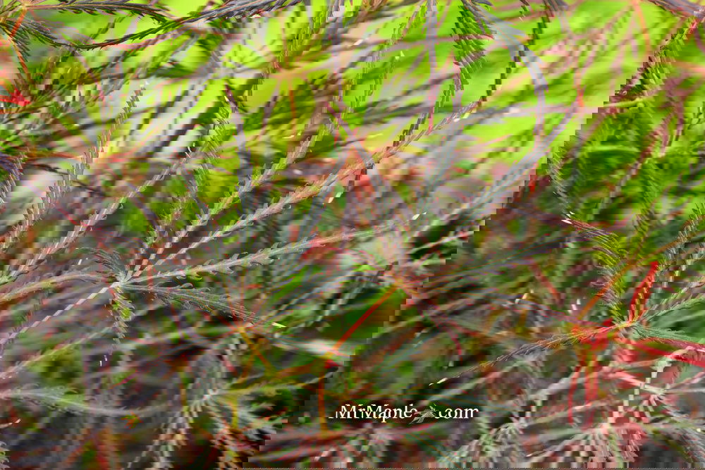 Acer palmatum 'English Lace' Japanese Maple