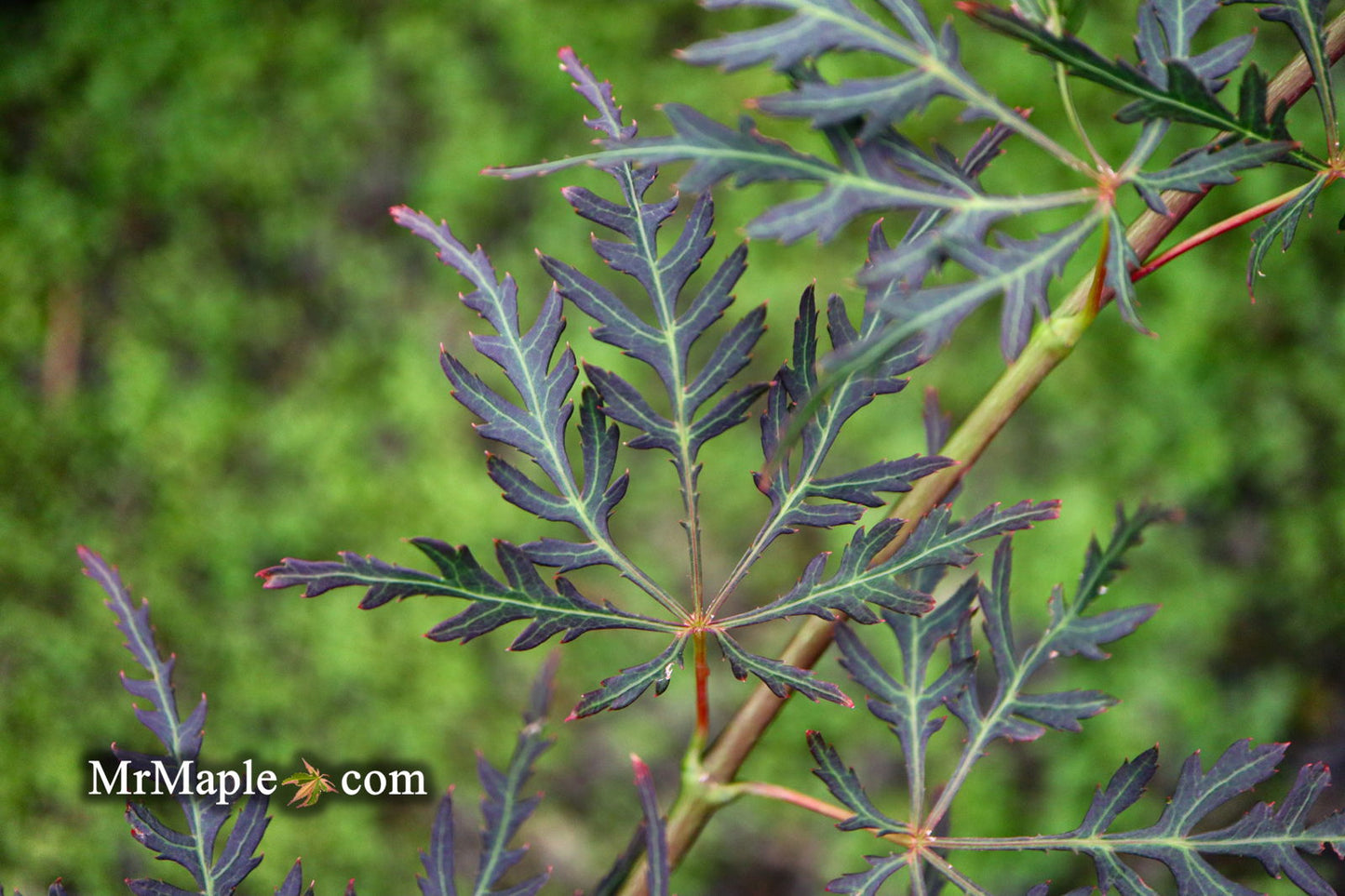 Acer palmatum 'English Lace' Japanese Maple