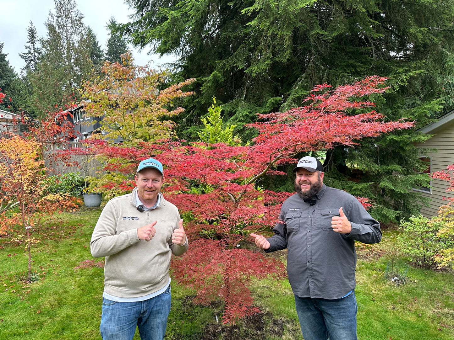 Acer palmatum 'English Lace' Japanese Maple
