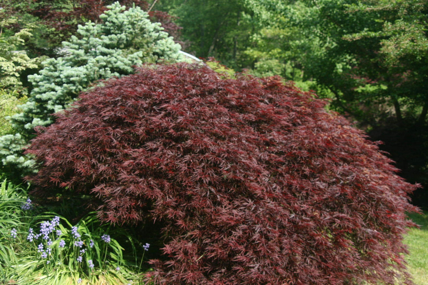 Acer palmatum 'Garnet' Japanese Maple