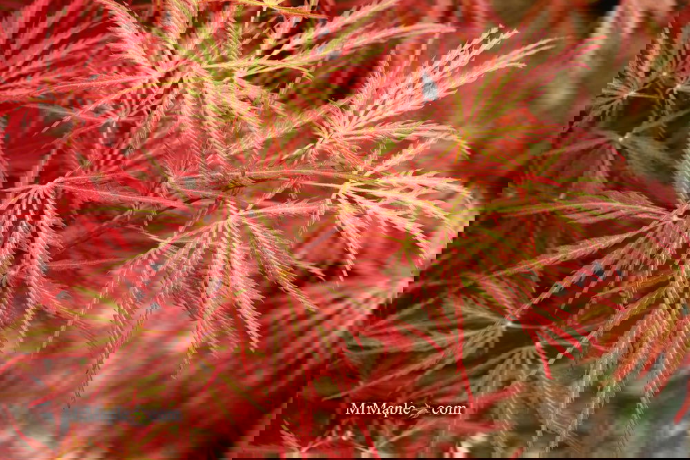 Acer palmatum 'Garnet' Japanese Maple