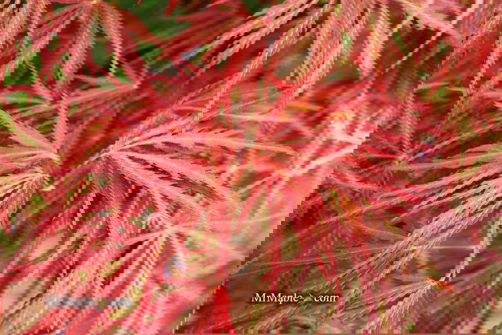 Acer palmatum 'Garnet' Japanese Maple
