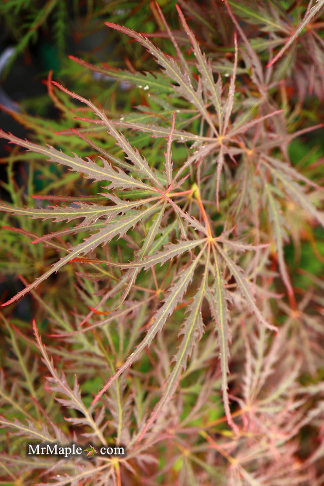 Acer palmatum 'Garnet' Japanese Maple