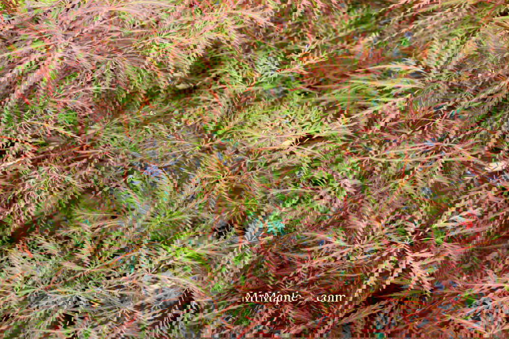 Acer palmatum 'Garnet' Japanese Maple