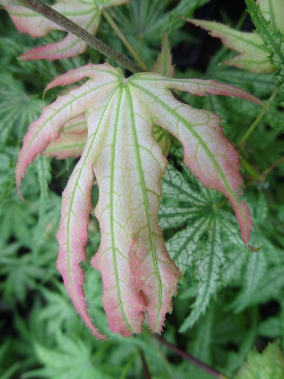 Acer palmatum 'Ghost Dancer' Japanese Maple
