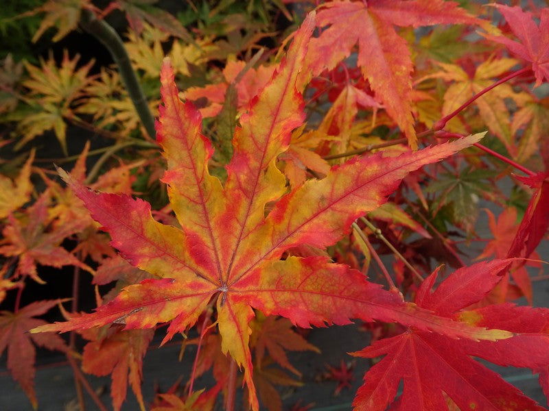 Acer palmatum 'Ghost Dancer' Japanese Maple