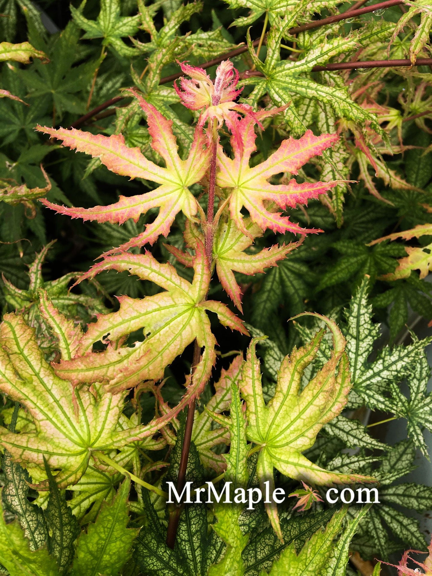 Acer palmatum 'Ghost Dancer' Japanese Maple