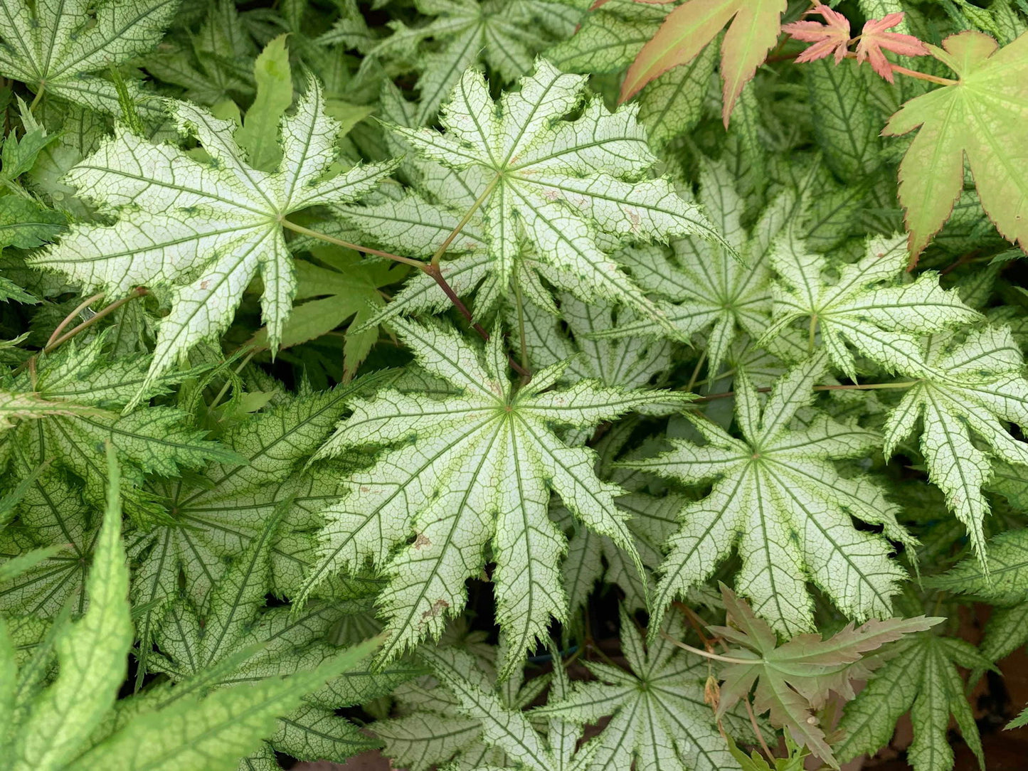 Acer palmatum 'Ghost Dancer' Japanese Maple