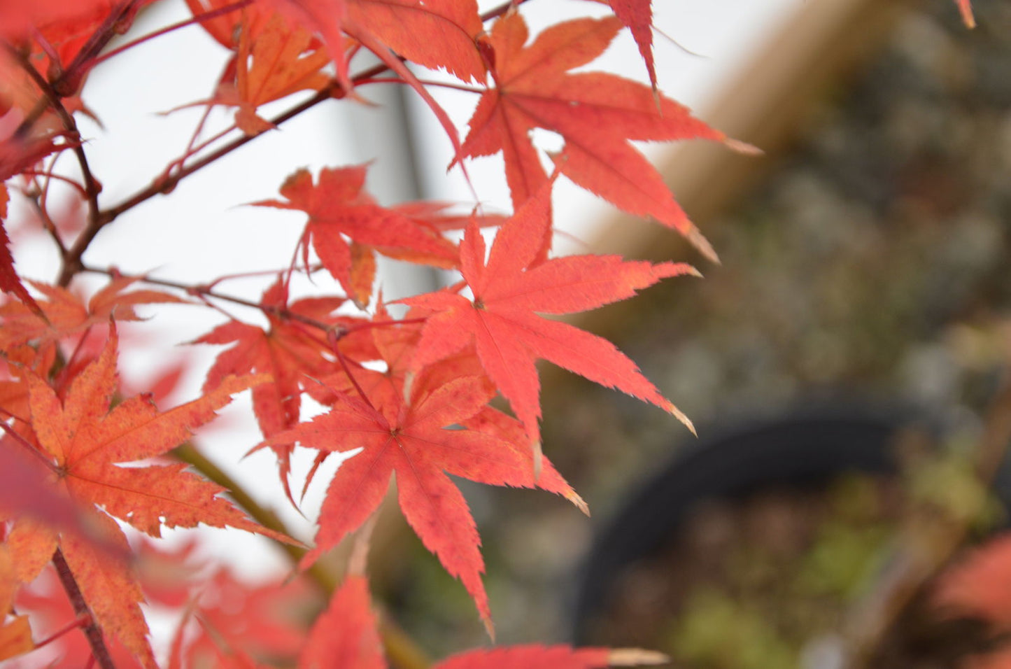 Acer palmatum 'Ghost Dancer' Japanese Maple