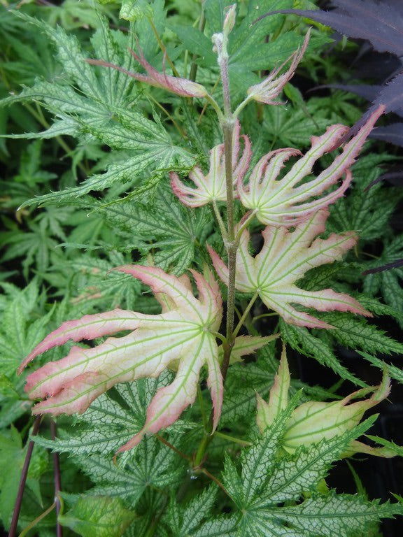 Acer palmatum 'Ghost Dancer' Japanese Maple