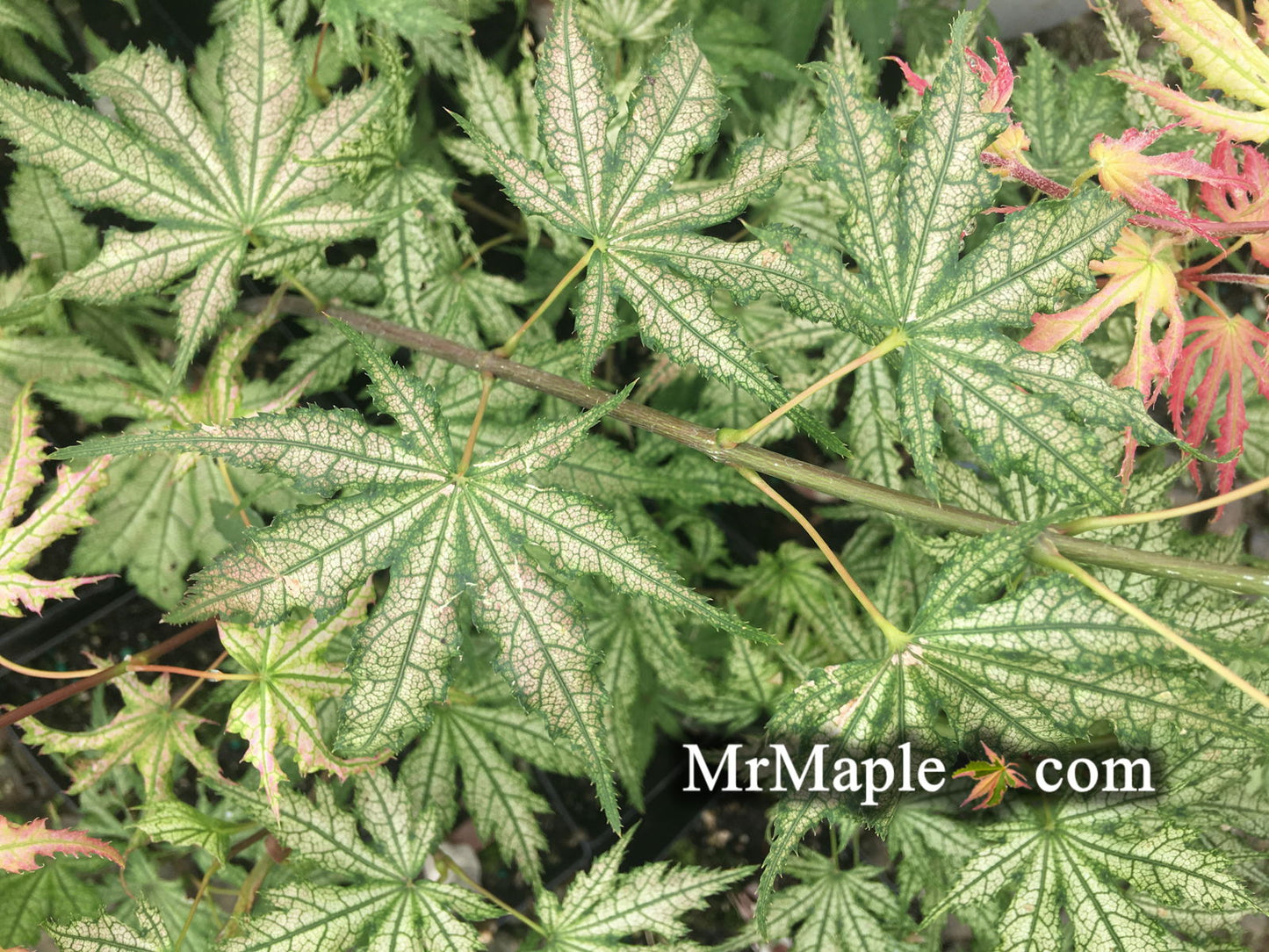 Acer palmatum 'Ghost Dancer' Japanese Maple