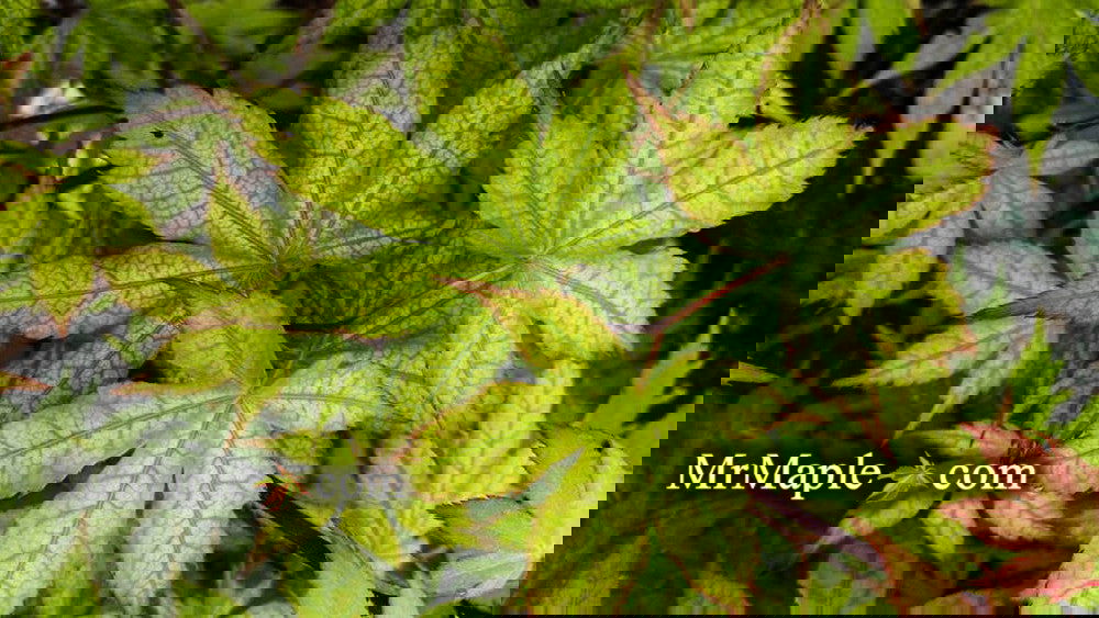 Acer palmatum 'Ghost Dancer' Japanese Maple