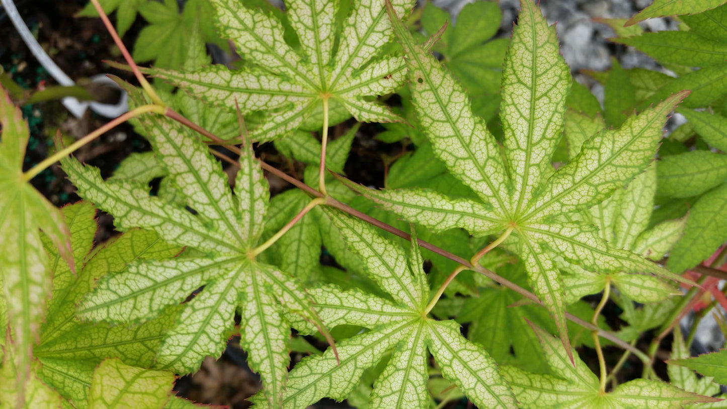 Acer palmatum 'Ghost Dancer' Japanese Maple