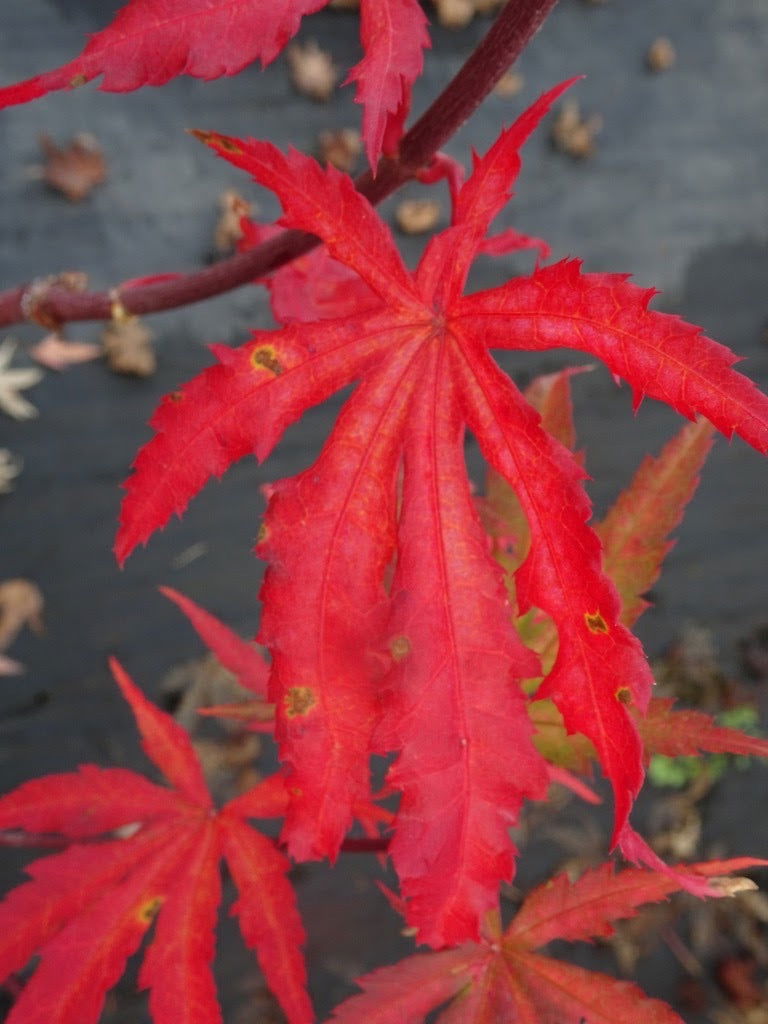 Acer palmatum 'Ghost Dancer' Japanese Maple