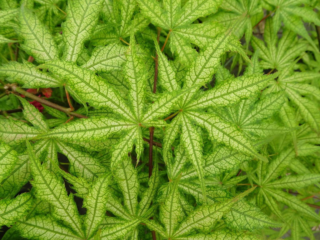Acer palmatum 'Ghost Dancer' Japanese Maple