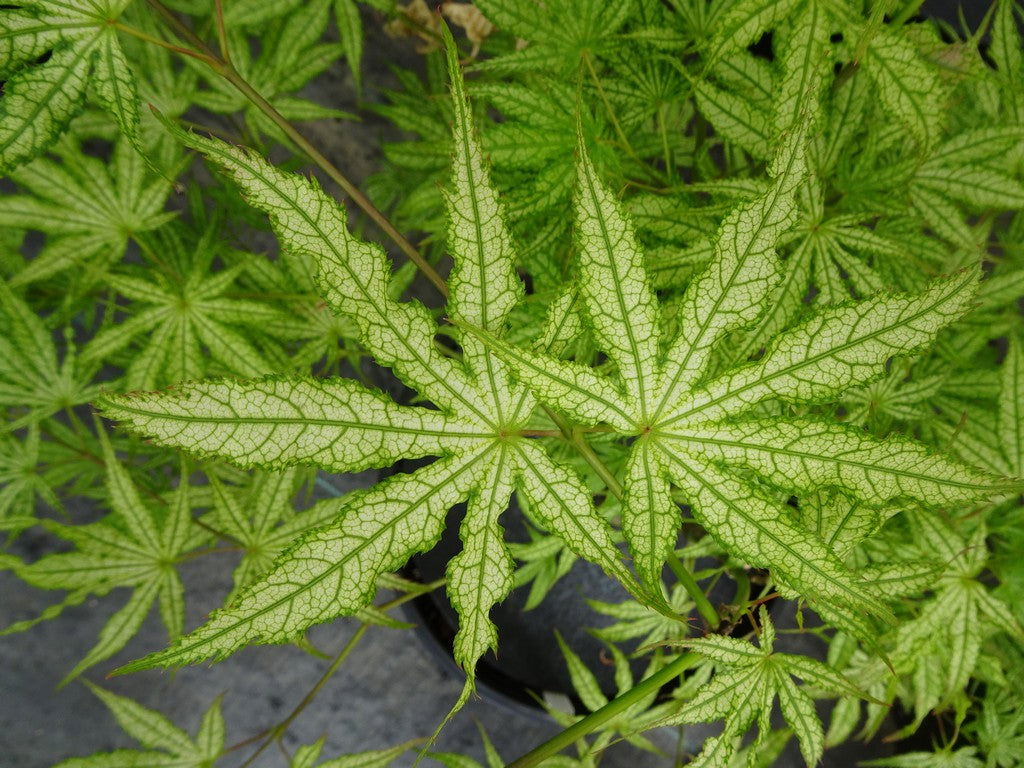 Acer palmatum 'Ghost Dancer' Japanese Maple