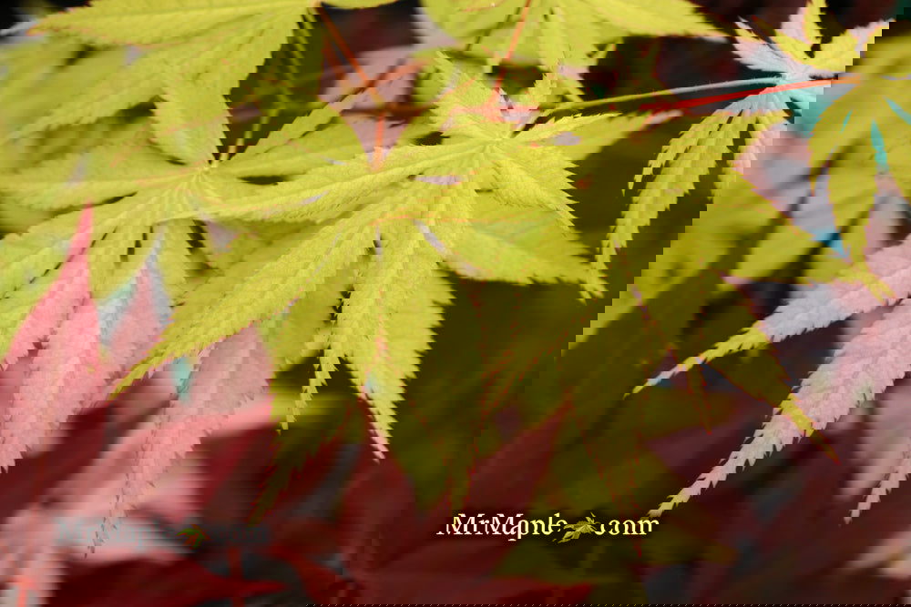 Acer palmatum 'Ghost Dancer' Japanese Maple