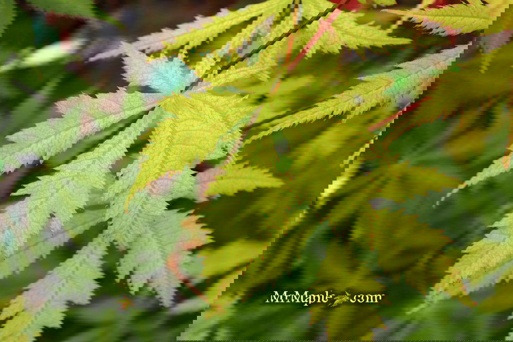 Acer palmatum 'Ghost Dancer' Japanese Maple