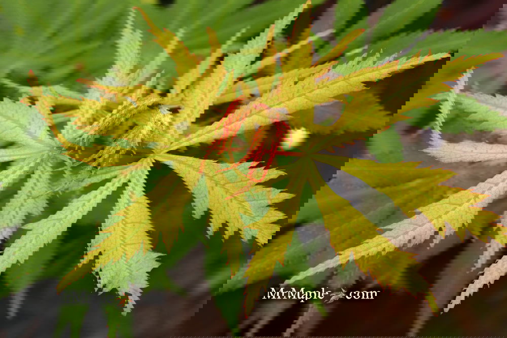 Acer palmatum 'Ghost Dancer' Japanese Maple