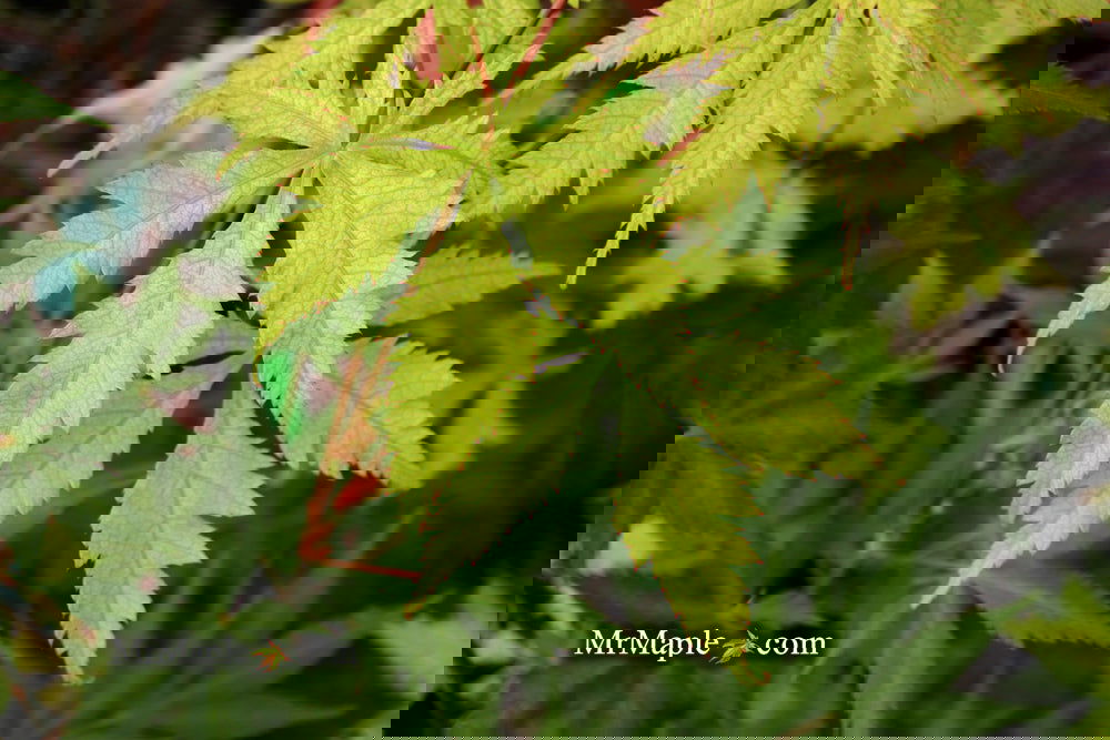 Acer palmatum 'Ghost Dancer' Japanese Maple