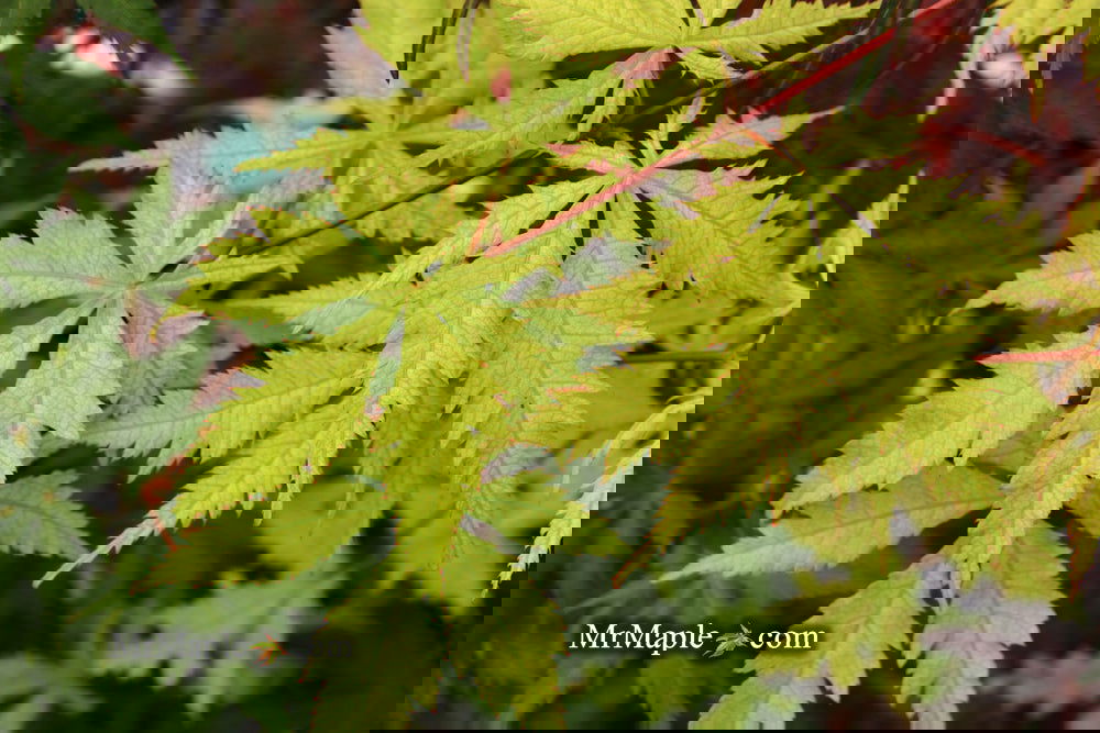 Acer palmatum 'Ghost Dancer' Japanese Maple
